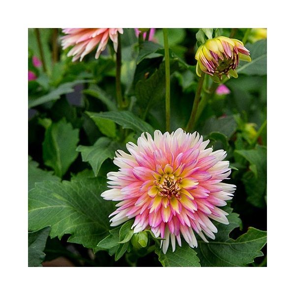 Dahlia 'XXL Sunset'