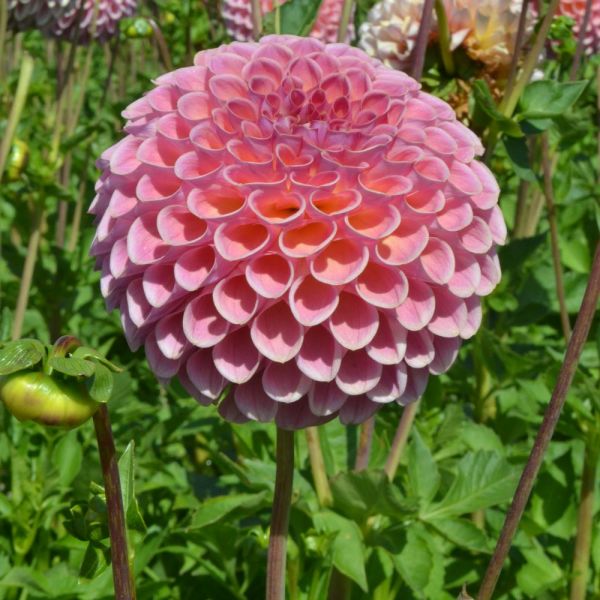 Dahlia 'Jowey Winnie'