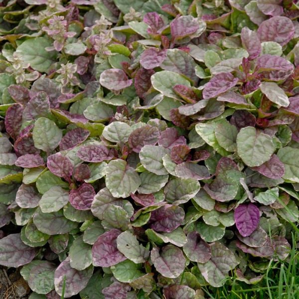 Ajuga Reptans 'Burgundy Glow'