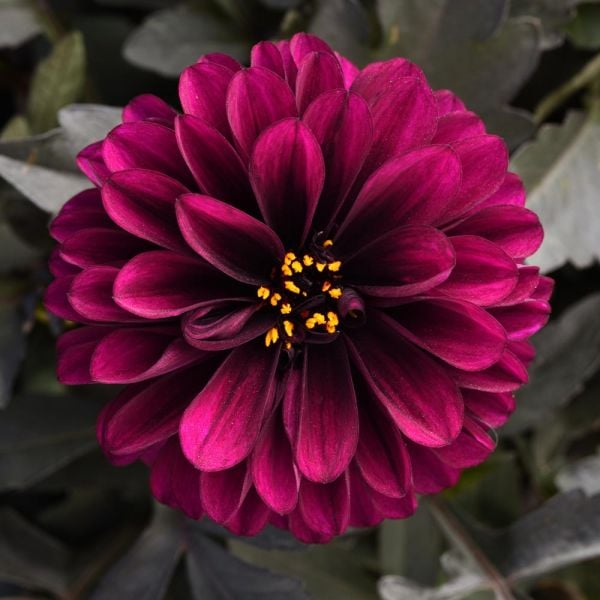 Dahlia City Lights™ Purple