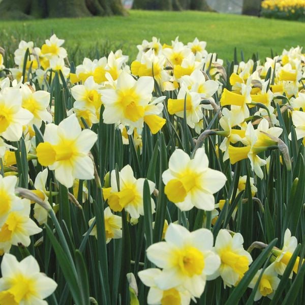 Narcissus 'Golden Echo'