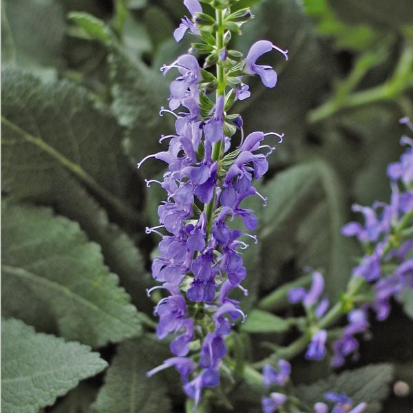 Salvia X Sylvestris 'Blue Hill'