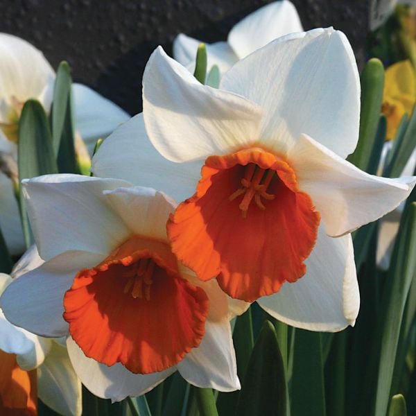 Narcissus 'Chromacolor'