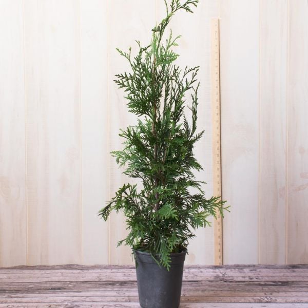 Thuja 'Green Giant'