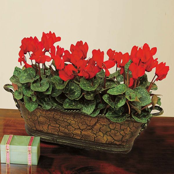 Trio Of Red Cyclamen, Three Pots In Metal Cachepot