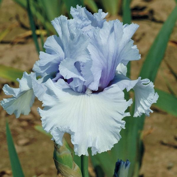 Iris Germanica 'Café Bleu' - Reblooming