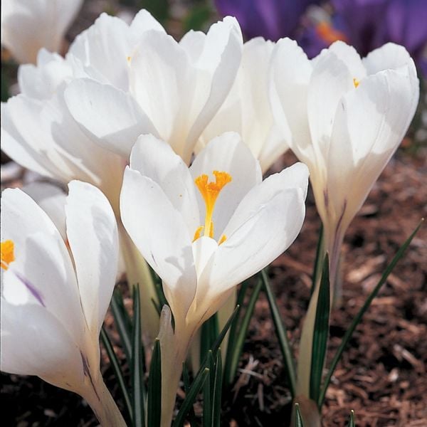 Route 63 Crocus Mix