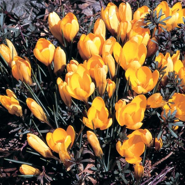 Crocus In Yellow Shades Mix