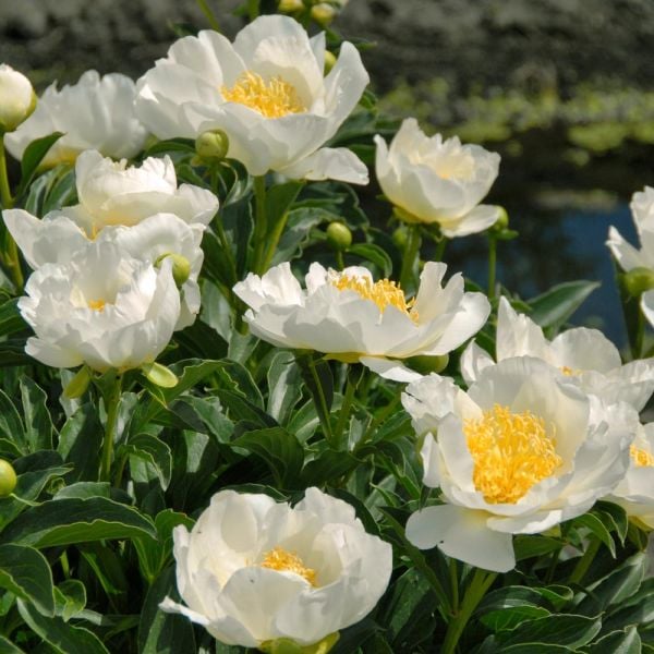 Peony 'Jan Van Leeuwen'