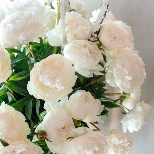 Peony 'Bowl Of Cream'