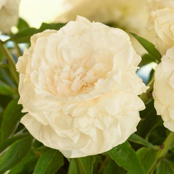 Peony 'Mother's Choice'
