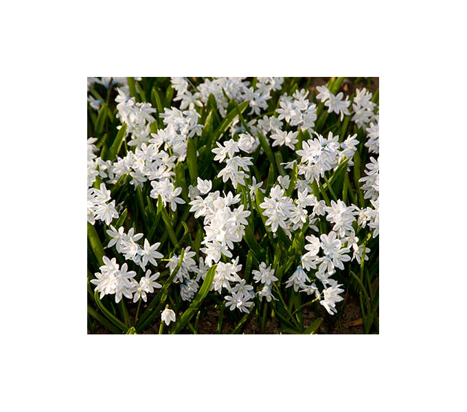 Puschkinia Scilloides Var. Libanotica