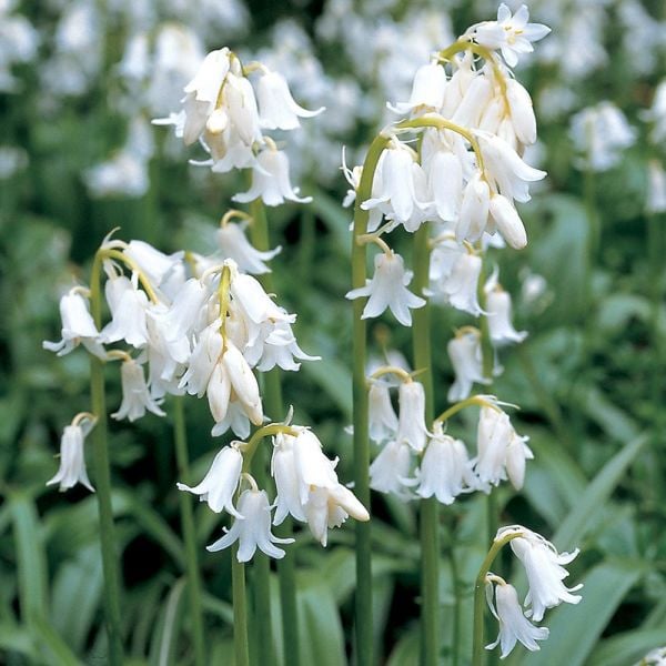 Spanish Bluebells Mix