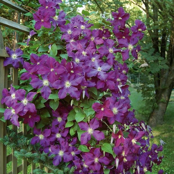 Dawn And Dusk Rose & Clematis Collection