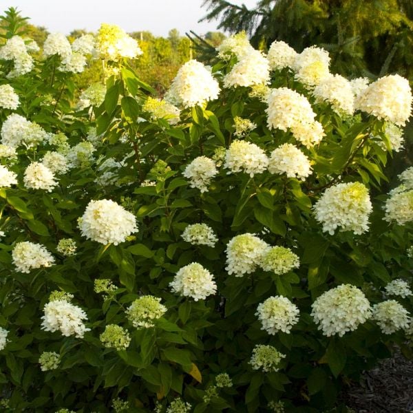 Hydrangea Paniculata 'Limelight'