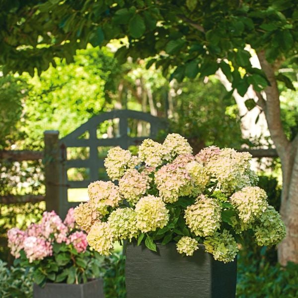 Hydrangea Paniculata Little Lime® - 1 Gallon Pot