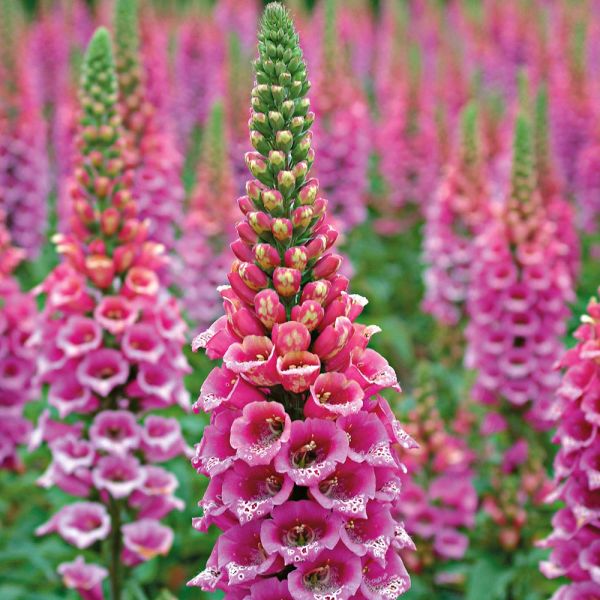 Digitalis Purpurea 'Candy Mountain'