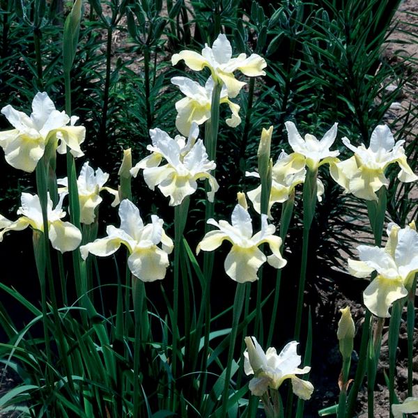 Iris Sibirica 'Butter And Sugar'