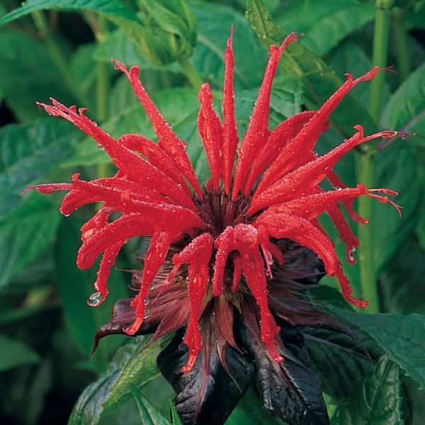 Monarda 'Jacob Cline'