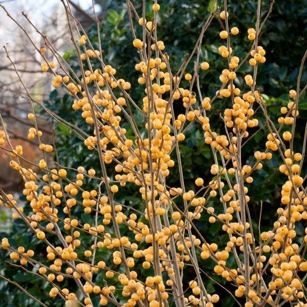 Winterberry Trio