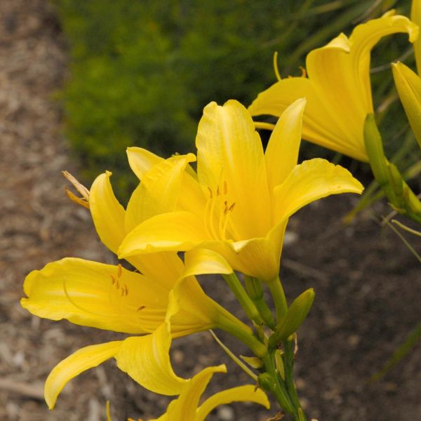 Hemerocallis (Daylily) 'Hyperion'