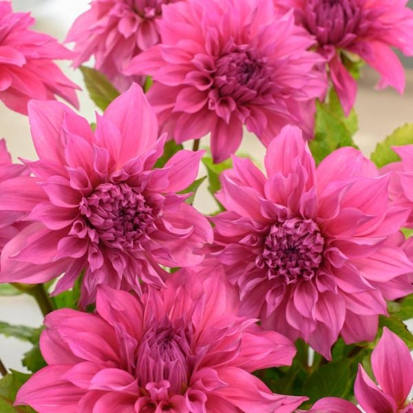 Dahlia 'Café Au Lait Rosé'