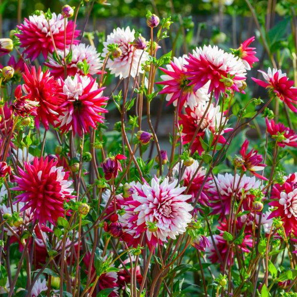 Dahlia 'Rebecca's World'