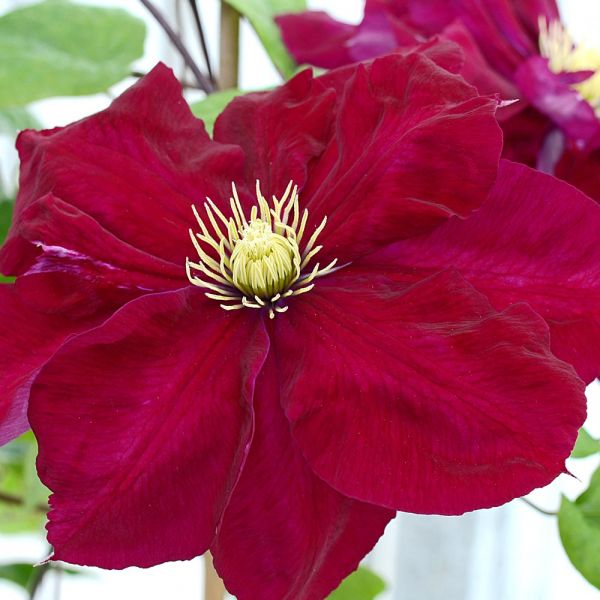 Clematis Charmaine™ Regal®