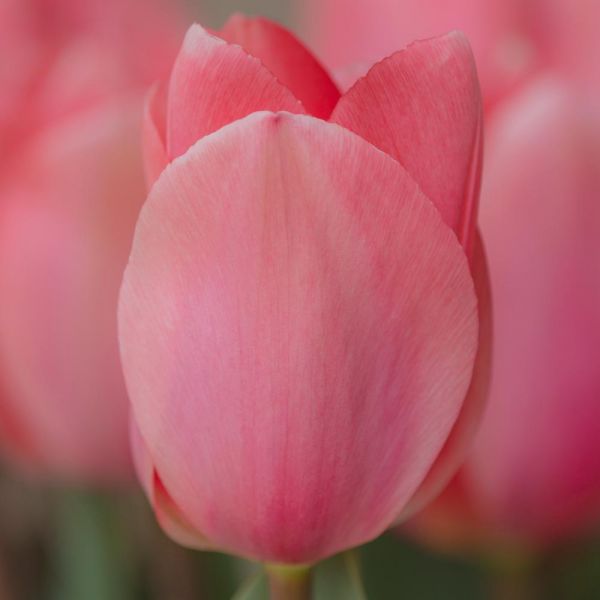 Tulip 'Christmas Pink'
