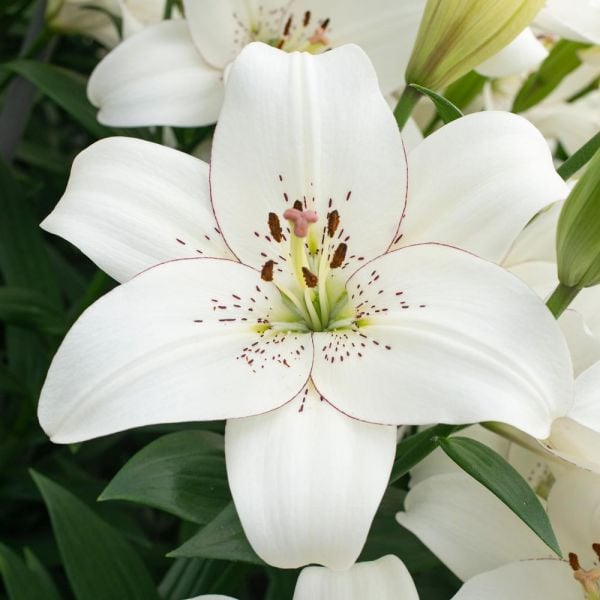 Strawberries & Cream Lilium Mix