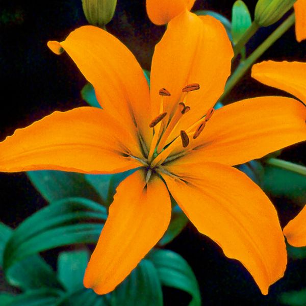 Lilium Pastel Shades Mix For Naturalizing