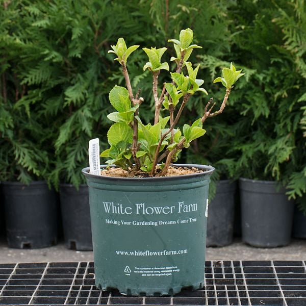 Hydrangea Macrophylla Everlasting® Revolution