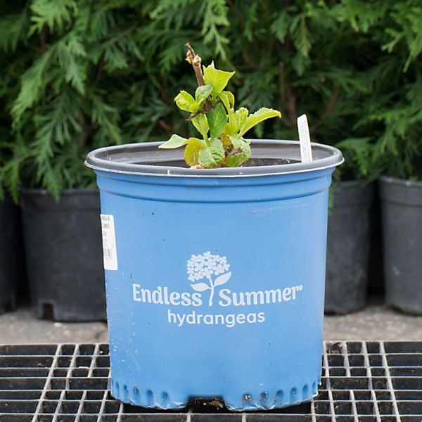 Hydrangea Macrophylla Endless Summer® Summer Crush®