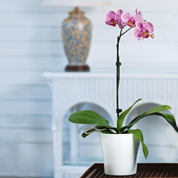 Pink Moth Orchid In 5" White Ceramic Cachepot