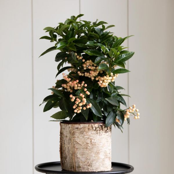 White Coralberry In 6" Birch Cachepot