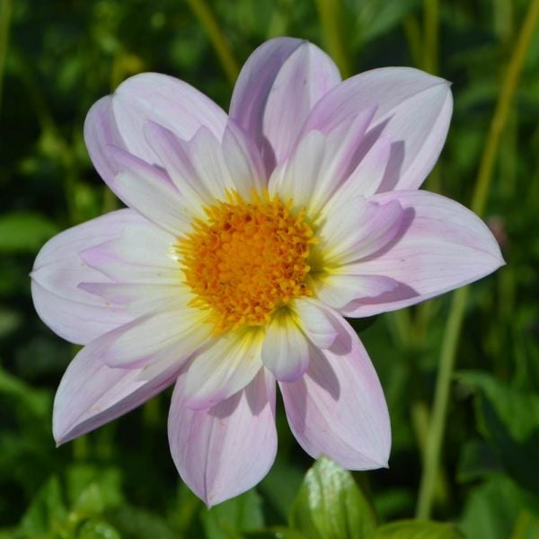 Dahlia 'Teesbrooke Audrey'