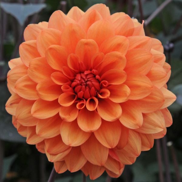 Dahlia 'David Howard'