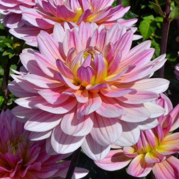 Dahlia 'Pink Magic'
