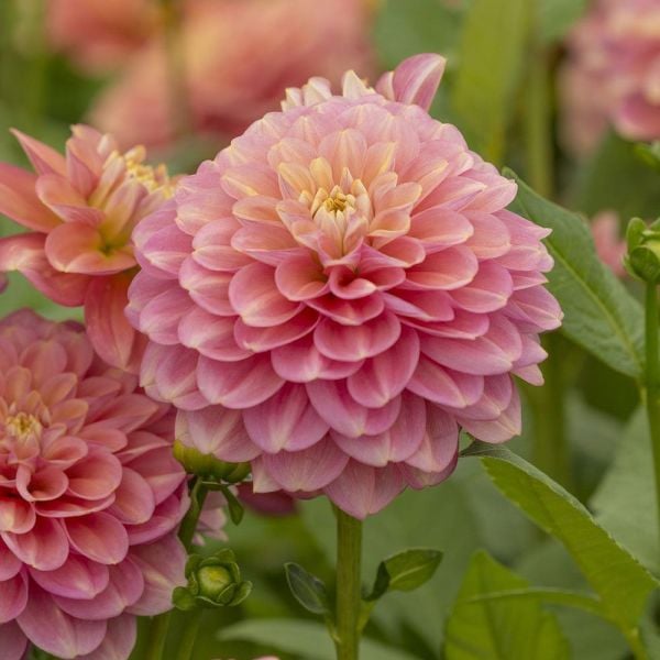 Dahlia 'Milena Fleur'