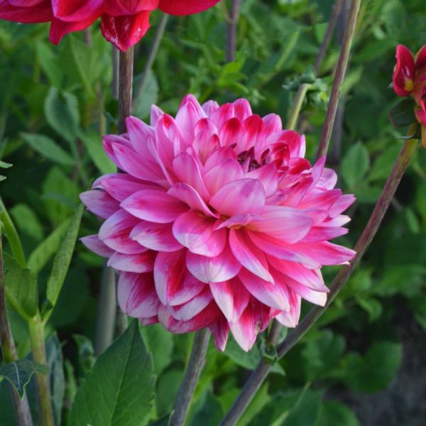 Dahlia 'Seniors Dream'