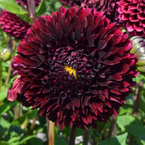 Dahlia 'Jowey Mirella'