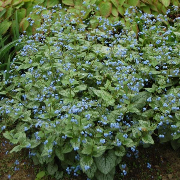Brunnera Macrophylla 'Jack Frost'