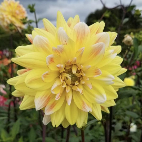 Dahlia 'Peaches And Cream'