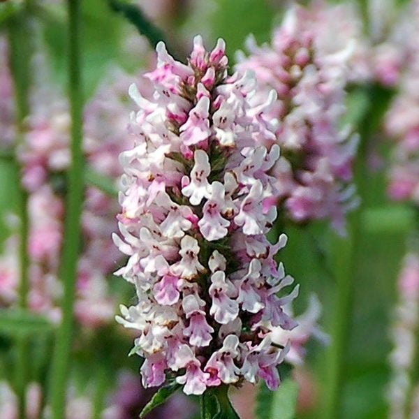 Stachys 'Summer Crush'