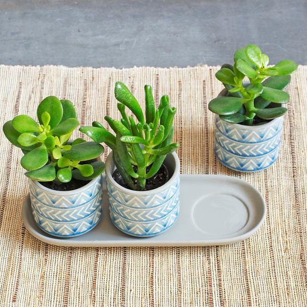 Lucky Jade Succulent Trio In Ceramic Pots With Tray