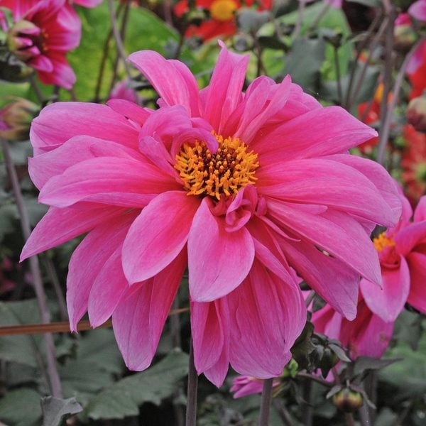 Dahlia 'Fascination'