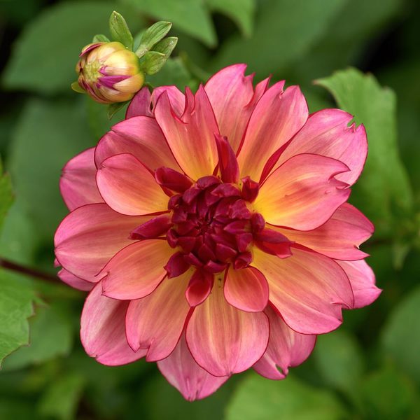 Dahlia 'Rawhide'