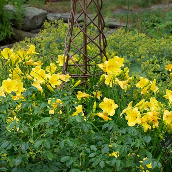 Hemerocallis (Daylily) 'Happy Returns'