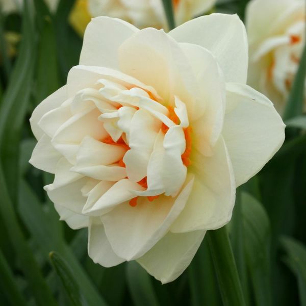 Narcissus 'Gay Kybo'