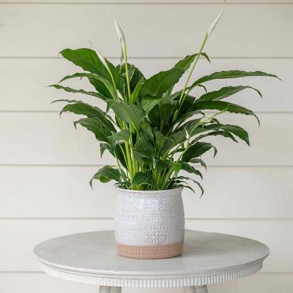 Three Months Of Easy-Care Houseplants, December-February